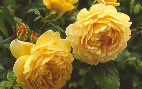 黄金庆典月季抗病吗