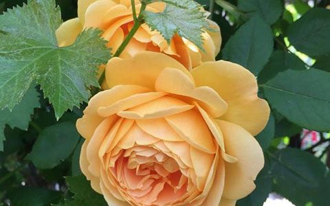 黄金庆典月季适合盆栽吗