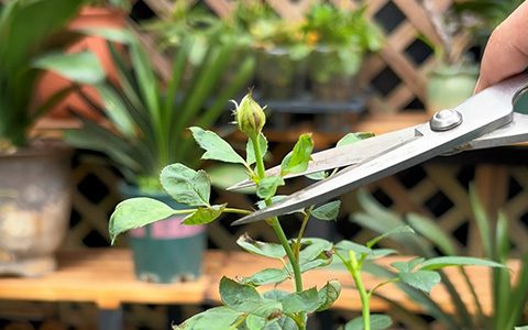 月季小苗要不要修剪掉花苞