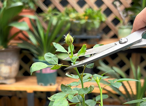 月季小苗要不要修剪掉花苞