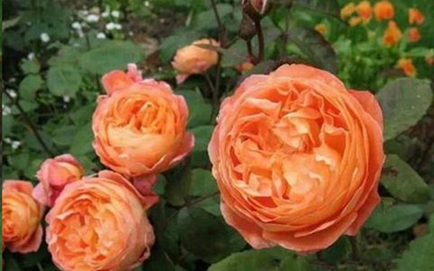 月季出现这种黄叶一定要及时处理，不然就挂掉了！