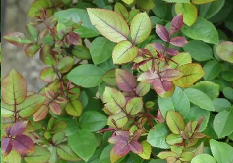 月季出现这种黄叶一定要及时处理，不然就挂掉了！