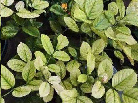 月季出现这种黄叶一定要及时处理，不然就挂掉了！