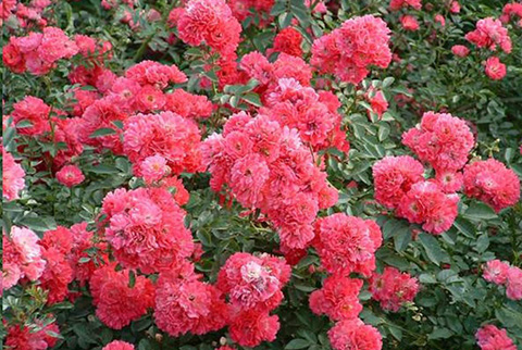 月季出现这种黄叶一定要及时处理，不然就挂掉了！