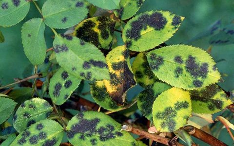 月季花黑斑病用什么药比较好