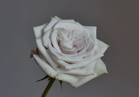 银色云朵 银色云朵