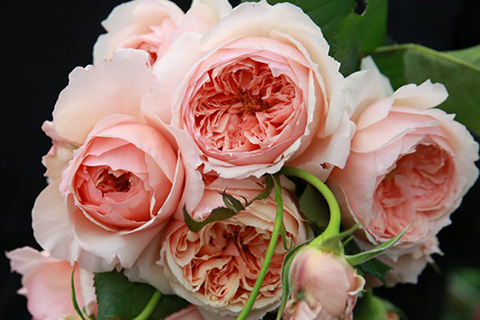 真宙月季的优缺点(2024年新版)