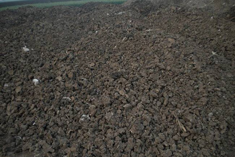 月季扦插小苗怎么养根