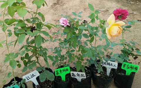 什么是藤本月季扦插苗