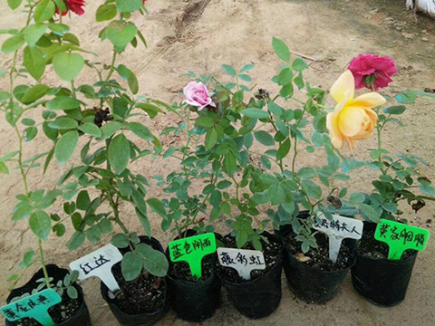 什么是藤本月季扦插苗
