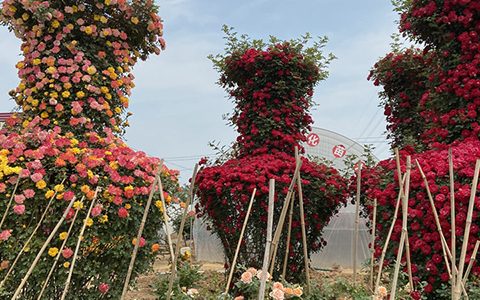比较大的月季苗圃基地都在哪