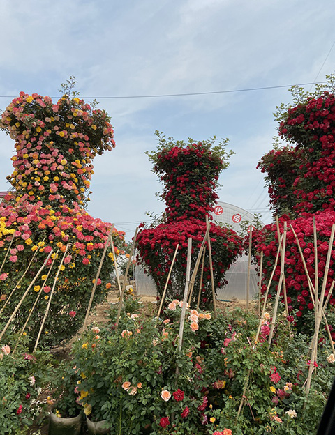 比较大的月季苗圃基地都在哪