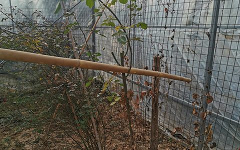 藤本月季可以用来嫁接棒棒糖吗