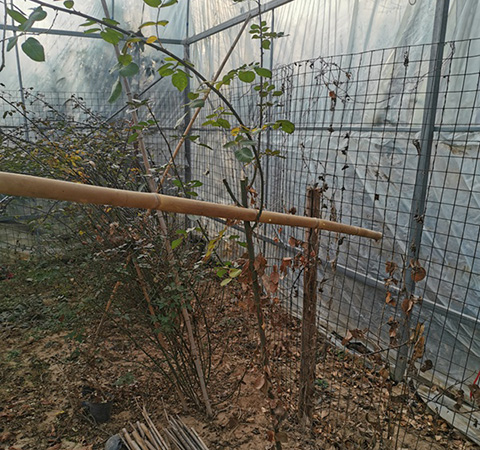 藤本月季可以用来嫁接棒棒糖吗