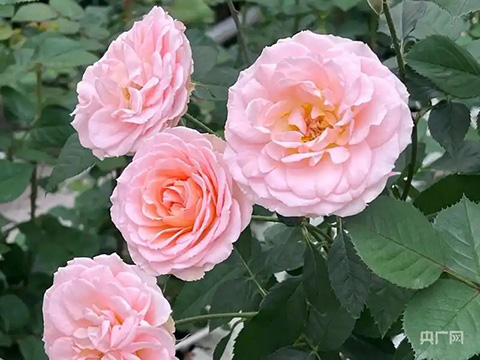 新品月季征名网友二舅名字被投上“榜一”，“宝华月季”正式进入申报流程