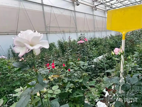 新品月季征名网友二舅名字被投上“榜一”，“宝华月季”正式进入申报流程