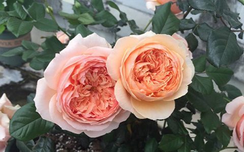 月季真宙可以长多高