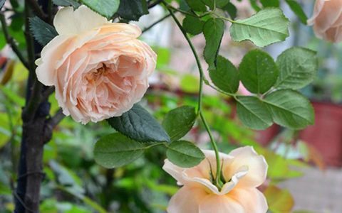 真宙月季是藤本还是灌木