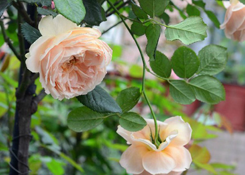 真宙是藤本还是灌木