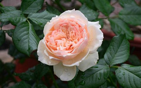 不垂头“真宙”种植攻略，这2点养殖技巧需掌握