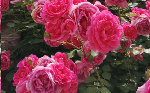 入夏前，藤本月季这样修剪，来年满墙不是问题~