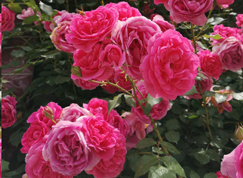 入夏前，藤本月季这样修剪，来年满墙不是问题~