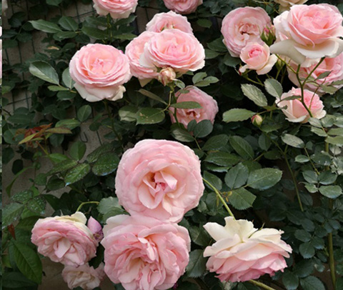 入夏前，藤本月季这样修剪，来年满墙不是问题~