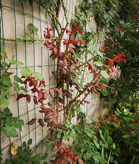 入夏前，藤本月季这样修剪，来年满墙不是问题~