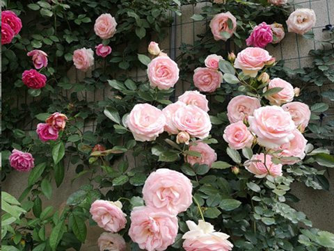 入夏前，藤本月季这样修剪，来年满墙不是问题~