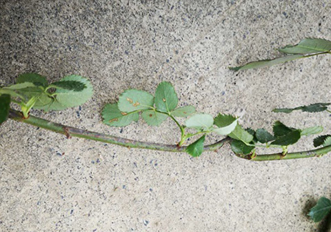 入夏前，藤本月季这样修剪，来年满墙不是问题~