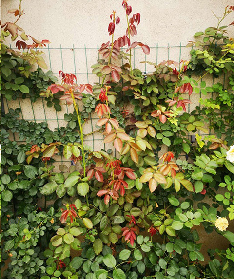 入夏前，藤本月季这样修剪，来年满墙不是问题~