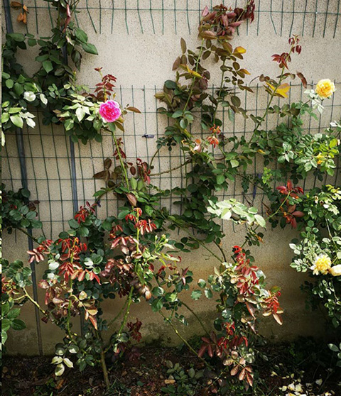 入夏前，藤本月季这样修剪，来年满墙不是问题~