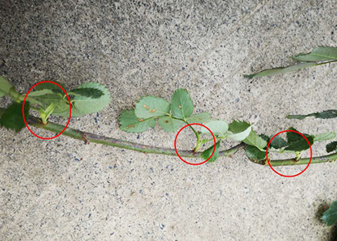 入夏前，藤本月季这样修剪，来年满墙不是问题~