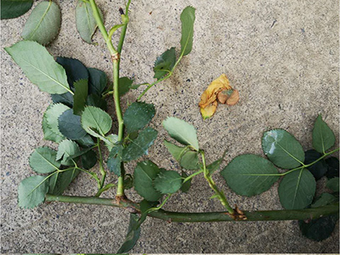 入夏前，藤本月季这样修剪，来年满墙不是问题~