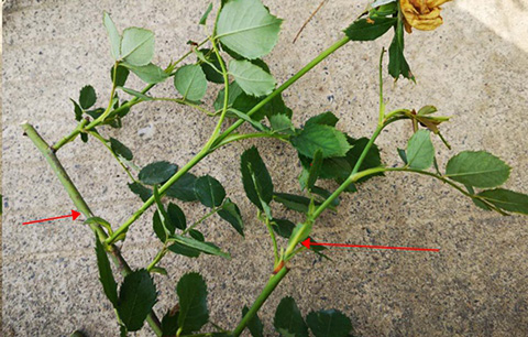 入夏前，藤本月季这样修剪，来年满墙不是问题~