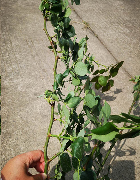 入夏前，藤本月季这样修剪，来年满墙不是问题~