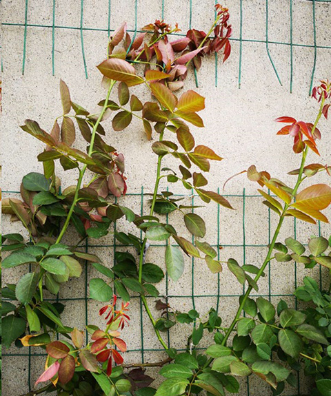 入夏前，藤本月季这样修剪，来年满墙不是问题~