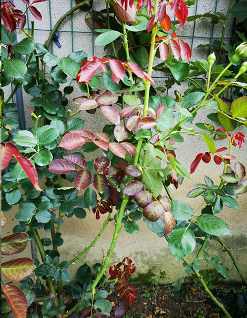 入夏前，藤本月季这样修剪，来年满墙不是问题~