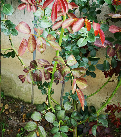 入夏前，藤本月季这样修剪，来年满墙不是问题~