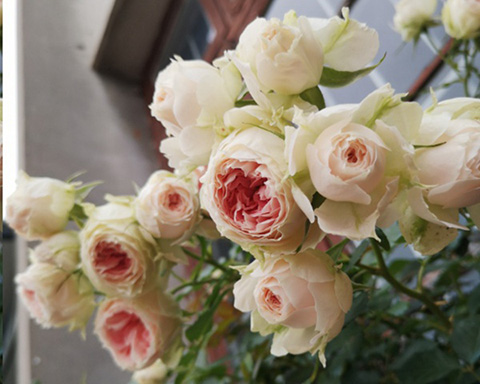 入夏前，藤本月季这样修剪，来年满墙不是问题~