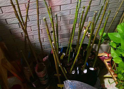 无刺蔷薇杆扦插几个月可以生根