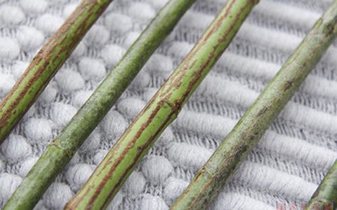 无刺蔷薇杆扦插几个月可以生根