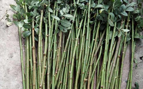 月季扦插小苗怎么养根