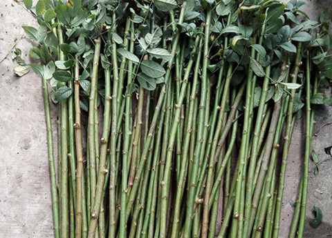 无刺蔷薇杆扦插几个月可以生根