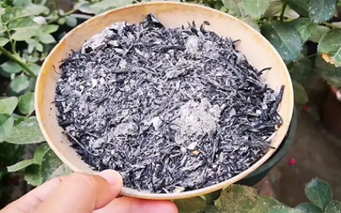 月季能用草木灰吗