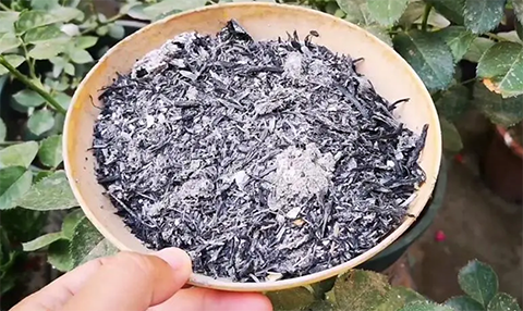 月季能用草木灰吗 月季能用草木灰吗