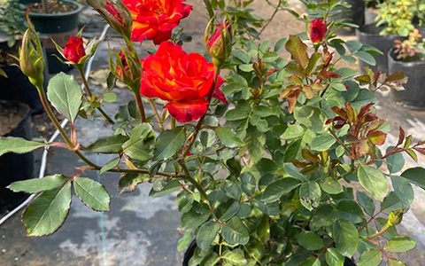 火焰月季的优缺点