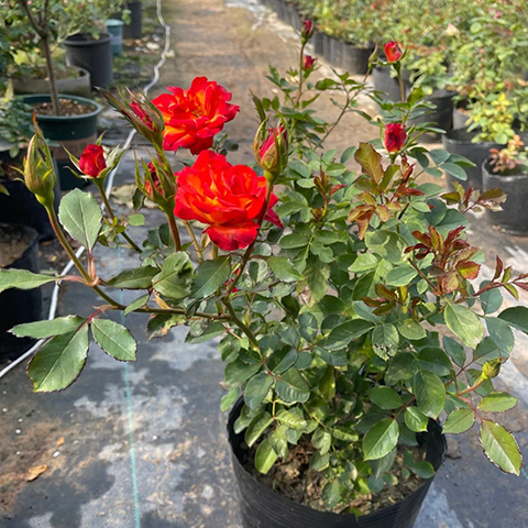 火焰月季的优缺点