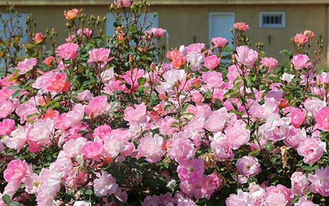 如何让月季的花苞同时开放