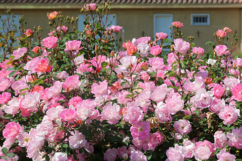 如何让月季的花苞同时开放 如何让月季的花苞同时开放